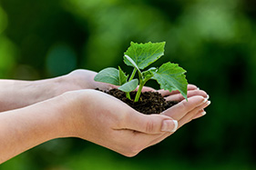 woman holding a plant in hands